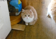 Подарявам женско котенце. Родено е на 15-ти юли. В...