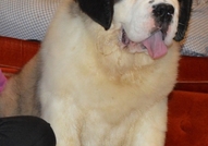 odgaivacnica Erossaints kennel prodaje stenad d...