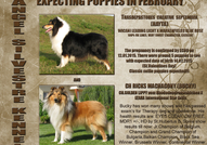 Родословни шотландски колита родени на 11,02,2015 ...