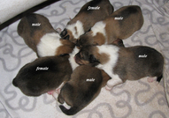 Родословни шотландски колита родени на 11,02,2015 ...