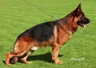 Развъдник за Немски Овчарски Кучета предлага кучен...