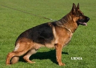 Развъдник за Немски Овчарски Кучета предлага кучен...