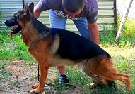 Развъдник за Немски Овчарски Кучета предлага кучен...