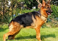 Развъдник за Немски Овчарски Кучета предлага кучен...