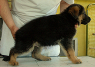 Развъдник за Немски Овчарски Кучета предлага кучен...