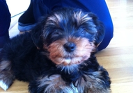 Продавам мъжки йоркширски териер без родословие. Ц...