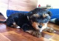 Продавам мъжки йоркширски териер без родословие. Ц...