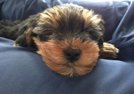 Продавам мъжки йоркширски териер без родословие. Ц...