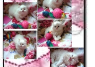 НОВИ ПЕРСИЙСКИ БЕБЕНЦА НАЙ-ДЪЛГОКОСМЕСТИ МНОГОЦВЕ...