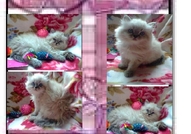 НОВИ ПЕРСИЙСКИ БЕБЕНЦА НАЙ-ДЪЛГОКОСМЕСТИ МНОГОЦВЕ...