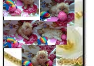 НОВИ ПЕРСИЙСКИ БЕБЕНЦА НАЙ-ДЪЛГОКОСМЕСТИ МНОГОЦВЕ...