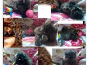 НОВИ ПЕРСИЙСКИ БЕБЕНЦА НАЙ-ДЪЛГОКОСМЕСТИ МНОГОЦВЕ...