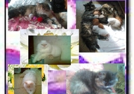 НОВИ ПЕРСИЙСКИ БЕБЕНЦА НАЙ-ДЪЛГОКОСМЕСТИ МНОГОЦВЕ...