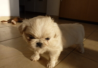 Продавам пекинези. Родени на 10.03.2015 година. Дв...