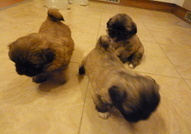 Продавам пекинези. Родени на 10.03.2015 година. Дв...