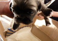 Продавам пекинези. Родени на 10.03.2015 година. Дв...