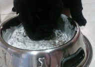 PRODAVAM JENSKI SHAR PEI CHEREN NA 40 DNI089999187...