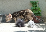 Уникално съчетание на грациозността и красотата на...