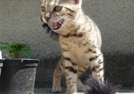 Уникално съчетание на грациозността и красотата на...