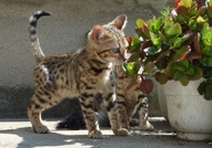 Уникално съчетание на грациозността и красотата на...