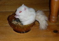 Развъдник предлага целогодишно бебета от следните ...