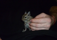 Развъдник предлага целогодишно бебета от следните ...