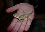 Развъдник предлага целогодишно бебета от следните ...