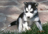 Кученцата сa порода Хъски расови със сини очи на ...