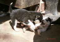 Кученцата сa порода Хъски расови със сини очи на ...