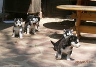 Кученцата сa порода Хъски расови със сини очи на ...