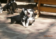 Кученцата сa порода Хъски расови със сини очи на ...