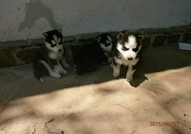 Кученцата сa порода Хъски расови със сини очи на ...