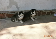 Кученцата сa порода Хъски расови със сини очи на ...