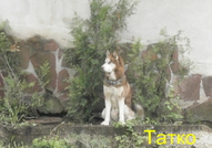 Кученцата сa порода Хъски расови със сини очи на ...