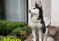 Кученцата сa порода Хъски расови със сини очи на ...