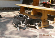 Кученцата сa порода Хъски расови със сини очи на ...