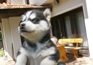 Кученцата сa порода Хъски расови със сини очи на ...