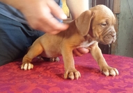 Развъдник Beauty and the Beast има удоволствието д...