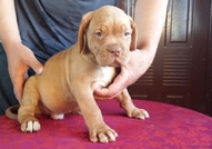 Развъдник Beauty and the Beast има удоволствието д...