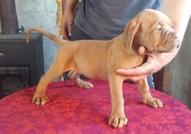 Развъдник Beauty and the Beast има удоволствието д...