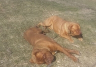 Развъдник Beauty and the Beast има удоволствието д...