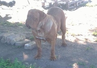 Развъдник Beauty and the Beast има удоволствието д...