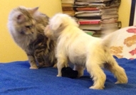 Продавам цвергшнауцер - момченце. Малкия е на 40дн...