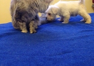 Продавам цвергшнауцер - момченце. Малкия е на 40дн...