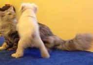 Продавам цвергшнауцер - момченце. Малкия е на 40дн...