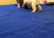 Продавам цвергшнауцер - момченце. Малкия е на 40дн...