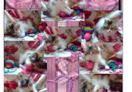 НОВИ ПЕРСИЙСКИ БЕБЕНЦА НАЙ-ДЪЛГОКОСМЕСТИ МНОГОЦВЕ...