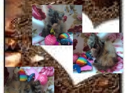 НОВИ ПЕРСИЙСКИ БЕБЕНЦА НАЙ-ДЪЛГОКОСМЕСТИ МНОГОЦВЕ...