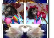 НОВИ ПЕРСИЙСКИ БЕБЕНЦА НАЙ-ДЪЛГОКОСМЕСТИ МНОГОЦВЕ...