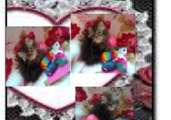 НОВИ ПЕРСИЙСКИ БЕБЕНЦА НАЙ-ДЪЛГОКОСМЕСТИ МНОГОЦВЕ...